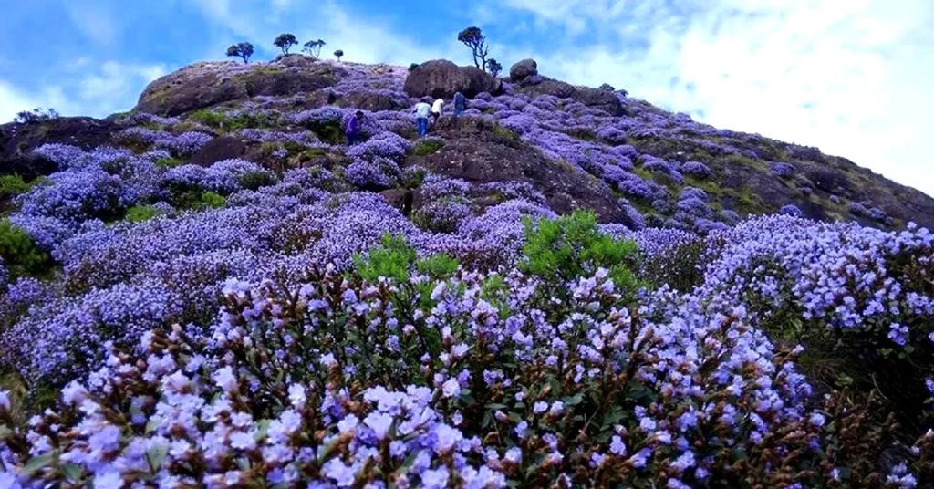 Kurinji flower bloom in the Nilgiri hills
